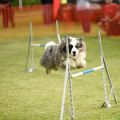 Duncan - agility