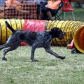 agility