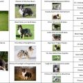Pedigree